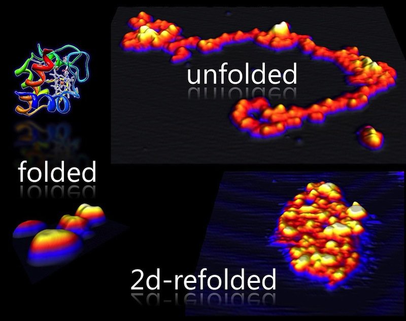 Individual Protein Imaging using STM