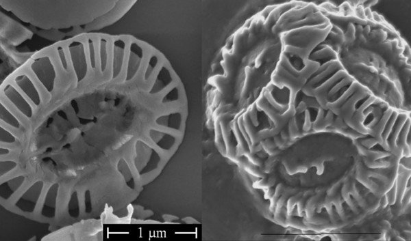 Luminescent Materials Through Living Microalgae Luminescent Materials Through Living Microalgae