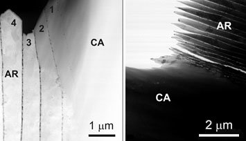 Interfaces in Natural Composites