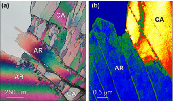 Interfaces and Contacts in Natural Composite Materials