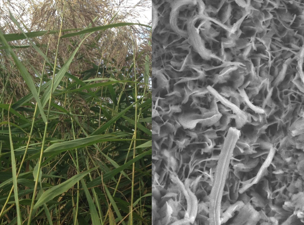 From reed plants to high performance anodes Angewandte Chemie International Edition 24, 9632–9636 (2015)