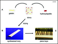 Figure: (A) Schematic illustration of the synthesis of synthetic ivory. The material is formed from a slurry obtained by mixing the precursor solutions of the gelatin and hydroxylapatite, followed by a drying process. (B) A sample of the composite material as a machined plate and (C) piano keys with veneers consisting of synthesized ivory.