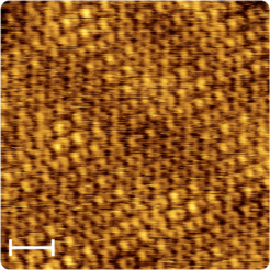 Fingerzeig auf verborgenes Edelmetall: Die Aufnahme eines Rastertunnelmikroskops zeigt Graphen, unter dem sich eine kristalline Goldschicht aus einer Atomlage befindet. Neben der sechseckigen Honigwaben-Struktur des Graphens sind in der Aufnahme Helligkeitsschwankungen zu erkennen. Diese rühren daher, dass die Goldschicht mit dem Graphen wechselwirkt und sich ein Übergitter, Moire-Gitter genannt, ausbildet. Der weiße Balken entspricht einem Nanometer.