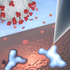 Sugars under the microscope: a research team including sientists at the Max Planck Institutes for Solid State Research and for Colloids and Interfaces, have developed a method of analysing the three-dimensional structure – chemists refer to it as the conformation – of individual molecules of polysaccharides with a scanning tunneling microscope, indicated by the tip at the top right of the picture. This produces images such as seen at the bottom of the illustration. The differences in brightness in these images shed light on the spatial arrangement of the individual building blocks in the polysaccharides. The method thus enables the correlation between the structure and biological effect of sugars to be investigated, for example on the surface proteins of viruses (top left). While these sugar structures are still unknown, it can be safely assumed that they will not have the shape of lollipops!