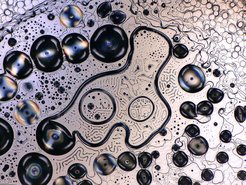 Sapphire amoeba:Optical image of a recrystallized sapphire surface.Using a CO2 heating laser, substrates for thin-film growth can be heated to very high temperatures. The laser can easily melt sapphire (Al2O3), which happens at a temperature of 2040 °C. After sustaining a small ‘melt pool’ on the sample surface for about 15 minutes, the laser was switched off abruptly. This rapidly freezes the molten surface, yielding a variety of objects in many shapes and sizes. In this particular image, spherical drops surround a mesa-type structure, reminiscent of a single-cell biological organism on the verge of dividing, given the two cores. The shapes and sizes of such structures are dictated by the balance of surface energies in a solid-state crystal.