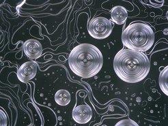 Sapphire rice fields:Optical image of a recrystallized sapphire surface.Using a CO2 heating laser, substrates for thin-film growth can be heated to very high temperatures. The laser can easily melt sapphire (Al2O3), which happens at a temperature of 2040 °C. After sustaining a small ‘melt pool’ on the sample surface for about 15 minutes, the laser was switched off abruptly. This rapidly freezes the molten surface, yielding a variety of objects in many shapes and sizes. In this particular image, spherical drops are spread out on a landscape of flat terraces with curvy edges. One can imagine these as microscopic versions of the rice-growing fields, commonly observed in the hills of Southeast Asia. The shapes and sizes of such structures are dictated by the balance of surface energies in a solid-state crystal.