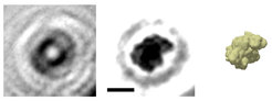 Das holografische Bild eines einzelnen Proteins: Aus dem Hologramm (links) wird das Bild des Proteins Albumin (Mitte) berechnet (Der Balken entspricht fünf Nanometern). Das Prinzip kann man sich in etwa so vorstellen, als würde man die Wellen eines ins Wasser geworfenen Steins zurückverfolgen und daraus die Form des Steins rekonstruieren. Wie der Vergleich mit einer Simulation der Elektronendichte zeigt, gibt die holografische Abbildung die globale Struktur des Proteins sehr gut wieder.