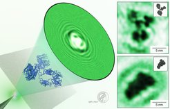 Artistic representation of a LEEH experiment (left); IgG molecules imaged with our LEEH microscope in its characteristic Y-shaped structure (top right) and showing a gas-phase-related conformation (bottom right) along with the respective structural models (insets).