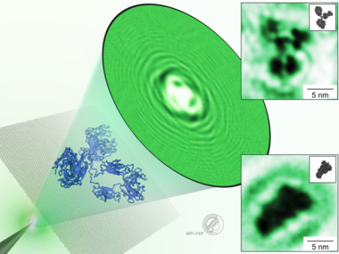Low-Energy Electron Holography Imaging of Conformational Variability of Single Antibody Molecules
