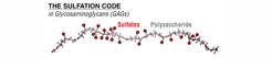 Fig. 1: A glycosaminoglycan (GAG) molecule is a long carbohydrate chain decorated with sulfate groups. The sequence of sulfates along the carbohydrate chain creates a barcode-like ‘sulfation code’ that dictates the biochemical properties of the molecule.