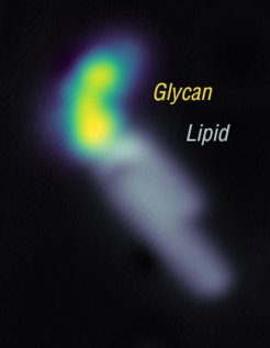 An image of a glycolipid, showing the glycan bonded to the lipid. Imaging the glycolipid on surface allows us to determine the molecular structure of glycan bonded to the lipid. Shown here is a glycolipid named “GM3” that are found with unusual abundance on cancer cells.