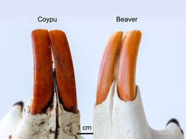 Rodent teeth inspire advances in human dentistry
